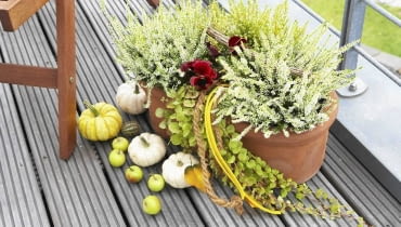 kompozycja jesienna, wrzosy kompozycja jesienna, wrzosy