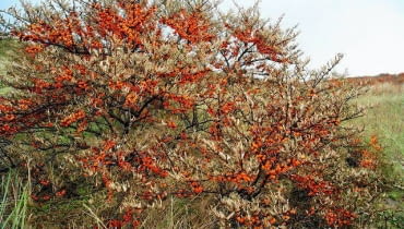Rokitnik ma cierniste pędy.Utworzony z niego żywopłot będzie dorbym ogrodzeniem Rokitnik ma cierniste pędy.Utworzony z niego żywopłot będzie dorbym ogrodzeniem