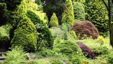 Kondycje krzewów iglastych można poprawić dzięki stosowaniu stymulatorów wzrostu, np. Asahi SL.