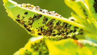 Mszyce pojawiają się w licznych koloniach i wysysają soki z liści mszyce, szkodniki w ogrodzie