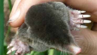 Jak pozbyć się kreta Jak pozbyć się kreta