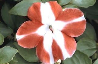 Kwitnące okazy niecierpka Wallera kupuje się zwykle wiosną jako rośliny sezonowe. Tworzą niskie (do 30 cm) kępy, choć niektóre odmiany mają zwisłe pędy. Kwitnące okazy niecierpka Wallera kupuje się zwykle wiosną jako rośliny sezonowe. Tworzą niskie (do 30 cm) kępy, choć niektóre odmiany mają zwisłe pędy.