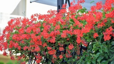 Pelargonia bluszczolistna