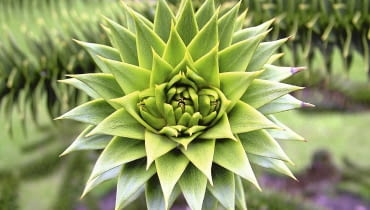 Okazowi tej araukarii uprawianej w donicy obcięto już wierzchołek, bo wyrosła zbyt wysoko Okazowi tej araukarii uprawianej w donicy obcięto już wierzchołek, bo wyrosła zbyt wysoko