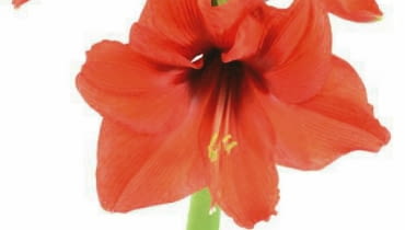 Hipeastrum latem musi przejść w stan spoczynku Hipeastrum latem musi przejść w stan spoczynku