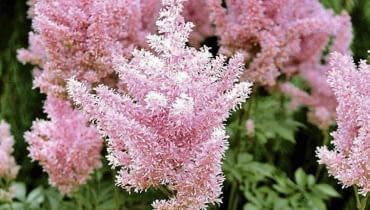 OGROD LESNY , ROSLINA , KWIAT - TAWULKA ( ASTILBE ) FOT. BARBARA PIOTROWSKA PUBLIKACJA OGRODY NR 10 (138) - 10 2010 PUBLIKACJA LADNY DOM NR 9 (155) - 9 2011 SLOWA KLUCZOWE: OGROD ROSLINA PRZYRODA KWIAT ZDJĘCIE DO WKŁADKI: PUBLIKACJA OGRODY NR 10 (138) - CZASOPISMA