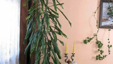 Roślina chce przebić sufit? Skróć jej wierzchołek o kilkadziesiąt centymetrów, a z odcietej części zrób sadzonkę. 09.06.2003 SIERPC KWIATY PANI KRYSTYNA ANISKIEWICZ DO GAZETY KWIETNIK NZ. DRACENA WONNA ROSLINA DONICZKOWA WNETRZE FOT. WOJCIECH SURDZIEL / AGENCJA GAZETA PUBLIKACJA KWIETNIK NR 9 (105) - 9.2003 SLOWA KLUCZOWE: WNETRZA ROSLINY ZDJĘCIE DO WKŁADKI: PUBLIKACJA KWIETNIK NR 9 (105) - CZASOPISMA