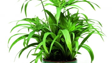 Cyperus involucratus wstawiamy wraz z doniczką do osłonki, w której stale jest woda.