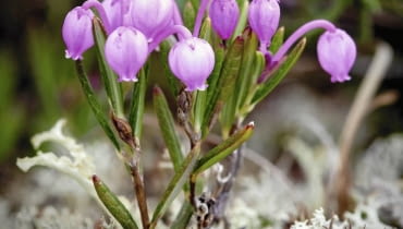 Różowe kwiaty modrzewnicy zwyczajnej mają kształt zwisających dzbaneczków. Pojawiają się w maju i pozostają na krzewinkach do czerwca