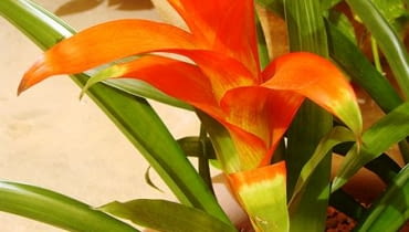 Guzmania wittmachii, kwiatostan guzmania
