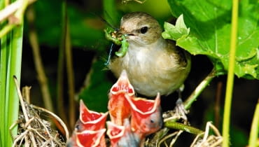Ptaki to nasi sprzymierzeńcy w walce ze szkodnikami - warto zadbać, aby ogród był im przyjazny. birds