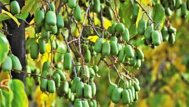 Kiwi z własnego ogrodu. ODMIANY AKTINIDII OSTROLISTNEJ: 'Jumbo' ceniona jest za bardzo duże smaczne owoce; Kiwi z własnego ogrodu. ODMIANY AKTINIDII OSTROLISTNEJ: 'Jumbo' ceniona jest za bardzo duże smaczne owoce;