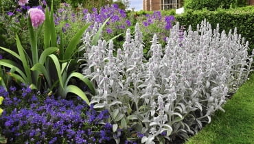 Wczesnym latem srebrnoszare liście czyśćca wełnistego pięknie wyglądają w towarzystwie kwitnących piwonii, bodziszków i przetacznika. Wczesnym latem srebrnoszare liście czyśćca wełnistego pięknie wyglądają w towarzystwie kwitnących piwonii, bodziszków i przetacznika.