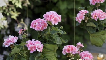 Dekoracja na balkon - zasłona z pelargonii Dekoracja na balkon