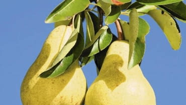 Gruszki klapsy Gruszki klapsy