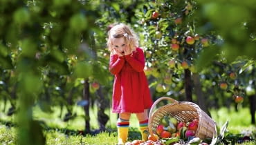 Aby zebrać zdrowe owoce, trzeba o wiele wcześniej pomyśleć o zabiegach ochronnych. Aby zebrać zdrowe owoce, trzeba o wiele wcześniej pomyśleć o zabiegach ochronnych.