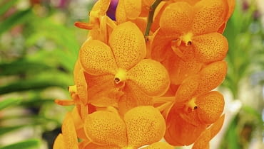 Wanda 'Natcha Peach' - odmiana z grupy Natcha. Wanda 'Natcha Peach' - odmiana z grupy Natcha.