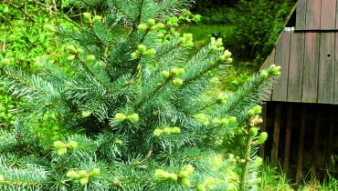 Dodatkowe odrosty trzeba usunąć, a rany zabezpieczyć, np. pastą Funaben Plus.