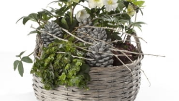 Ciemiernik, odmiana mieszańcowa