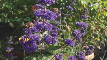 BARBULA KLANDOŃSKA 'BLUEBIRD'