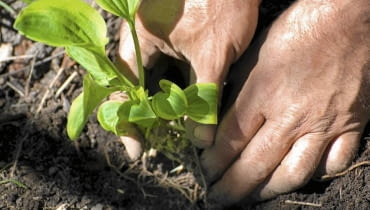 Rozmnażanie funkii przez podział karp