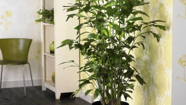 kariota Buschige Fischschwanzpalme (Caryota mitis) SLOWA KLUCZOWE: Dekoration Palme Palmen Pflanze Pflanzen Visions Zimmer-Pflanzen Zimmerpflanze Zimmerpflanzen Innenaufnahme Innenaufnahmen Studioaufnahmen drinnen quadratisch