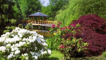 Ogród Japoński we Wrocławiu WROCLAW PARK SZCZYTNICKI OGROD STYL JAPONSKI ROSLINY KRZEWY ROZANECZNIK RODODENDRON RHODODENDRON