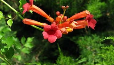 Milin Amerykański (<I>Campsis radicans</i>) 25.06.2003 FRANCJA NICEA NICE PARK PHOENIX OGROD BOTANICZNY PNACZA KWIATY MILIN CAMPSIS X TAGLIABUANA