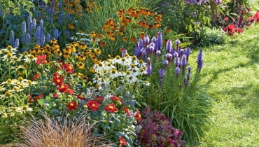 |Buntes Staudenbeet : Echinacea purpurea Sunset Avalanche (Sonnenhut), Carex buchananii (Fuchsrote Segge), Tropaeolum (Kapuzinerkresse), Dahlia Feuerrad (Mignon - Dahlie), Helenium (Sonnenbraut), Liatris (Prachtscharte), Miscanthus gracillimus (Zwerg - Chinaschilf), Agastache (Duftnessel), Helianthus Meteor (Stauden - Sonnenblume), Heuchera Marmelade (Purpurglckchen)