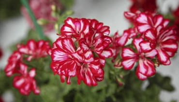Pelargonia bluszczolistna 'Global Stars and Stripes' 26.06.2009 ZABORZE K/KOSWIECIMIA PLANTPOL - FIRMA PRODUCENT ROSLIN - DZIEN OTWARTY ZDJECIA DLA : OGRODY , KWIETNIK N/Z PELARGONIUM PELTATUM GLOBAL STARS AND STRIPES FOT. MICHAL MUTOR / AGENCJA GAZETA