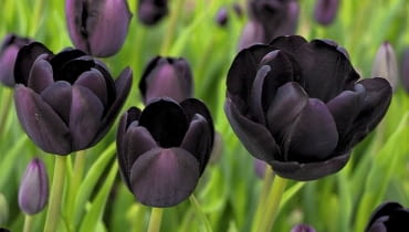 Tulipan 'Black Diamond' warto posadzić go na jasnych rabatach. Tulipan 'Black Diamond' warto posadzić go na jasnych rabatach.