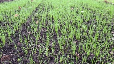 Florogarden to mata nasienna, w której starannie dobrane nasiona trawy umieszczone są w biodegradowalnej włókninie z polilaktydu (PLA) pochodzącego ze skrobi kukurydzianej