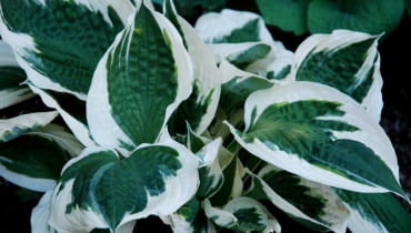 Funkia 'Patriot' (Hosta 'Patriot')