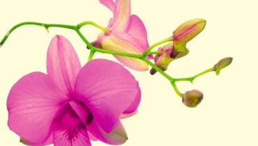 Dendrobium (Dendrobium) Niektóre jego gatunki w okresie spoczynku zrzucają liście, inne cały rok pozostają zielone. Kwiaty za-wiązują zarówno na młodych, jak i starych pędach. By pięknie kwitły, musimy je uprawiać na słonecznym oknie i zapewnić im sporo wilgoci w powietrzu. Wskazane jest więc częste spryskiwanie ich 'patyków'. Natomiast kwiatów nie należy moczyć, bo od kropel wilgoci dostają brzydkich ciemnych plam. storczyki, orchidee.