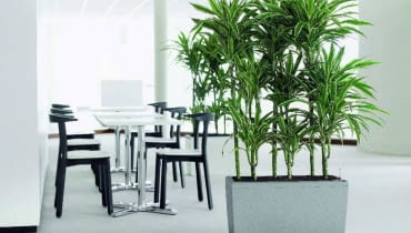 Dracena jako zielony detal w nowoczesnym wnętrzy Dracena