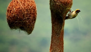 Wikłacz złotogłowy (Ploceus philippinus) buduje ciekawe gniazdo składające się z trawy. Jest zawieszone na liściach paproci lub palmy. Do gniazda prowadzi tunel do komory z zagłębieniem, gdzie leżą jaja. Często znajdują się powyżej zbiorników wodnych - tak by nie mogły się do nich dostać drapieżniki.