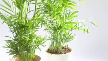 Palma koralowa (Chamaedorea) W domu osiąga najwyżej 1-1,2 m. Lubi półcieniste miejsca. Latem dobrze jej w temperaturze 18-20°C, zimą w 12-18°C. Nierzadko palma ta zakwita w domu, a następnie rodzi drobne dekoracyjne owoce, przypominające żółte korale. 23.01.2007 WARSZAWA SESJA KWAIATY WE WNETRZU NA ZDJECIU PIERWIOSNKI / PALMY STYLIZACJA ANETA KOSIBA DLA CZASOPISMA KWIETNIK FOT. ARKADIUSZ SCICHOCKI / AGENCJA GAZETA