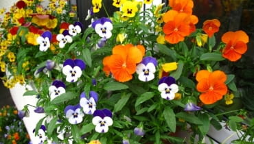 Bratki możemy posadzic w skrzynkach już pod koniec marca, jesli w tym czasie nie ma mrozu Bratki możemy posadzic w skrzynkach już pod koniec marca, jesli w tym czasie nie ma mrozu