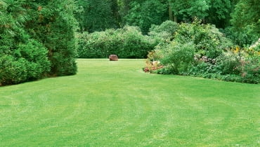 Trawnik bez skazy. Trawnik bez skazy.