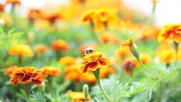 Niezawodne aksamitki przyciągają pszczoły. Niezawodne aksamitki przyciągają pszczoły.