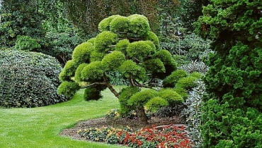 ONE TIME USE ONLY DO JEDNORAZOWEGO UZYCIA SZKOLKARZE SOSNA CZARNA PINUS NIGRA ODMIANA HORNIBROOKIANA KARLOWA DRZEWO IGLASTE MINIATUROWE KARLOWE FOT. MAGDALENA TOMZYNSKA PUBLIKACJA OGRODY NR 9 (53) - 9.2003