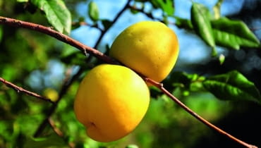 Nie należy mylić pigwy z pigwowcem - to nie jest to samo. Nie należy mylić pigwy z pigwowcem - to nie jest to samo.