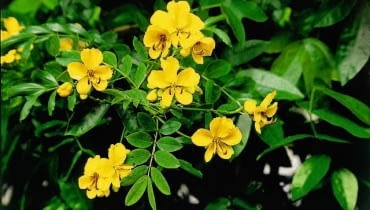 Kwiaty kasji baldachogroniastej mają ok. 2 cm średnicy. Rozwijają się na końcach łodyg i lekko przewisają. KASJA BALDACHOGRONIASTA CASSIA SENNA CORYMBOSA STRACZYNIEC ROSLINA DONICZKOWA TARASOWA BALKONOWA FOT. PAWEL SLOMCZYNSKI / AGENCJA GAZETA SLAJD MALY PUBLIKACJA KWIETNIK NR 8 (104) - 8.2003 SLOWA KLUCZOWE: ROSLINY KWIATY ZDJĘCIE DO WKŁADKI: PUBLIKACJA KWIETNIK NR 8 (104) - CZASOPISMA