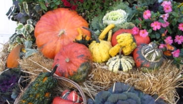Dekoracje z dyniami Dekoracje z dyniami