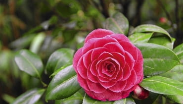 Kamelię nawozimy w dwóch terminach: od kwietnia do maja i od sierpnia do połowy października odżywką do gatunków kwasolubnych.