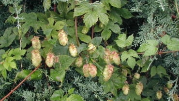 Chmiel zwyczajny (Humulus lupulus) Chmiel zwyczajny (Humulus lupulus)