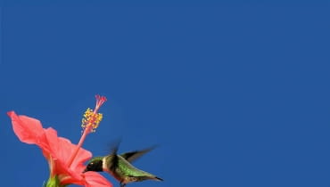 Jedna roślina i aż trzy nazwy: ketmia, hibiskus, róża chińska. Jej pięknie ubarwione kwiaty - niczym baśniowej paproci - żyją tylko jeden dzień. Ale w odróżnieniu od nich gdy jedne przekwitają, zwykle pojawiają się następne. I tak od wiosny do późnej jesieni. <BR />W warunkach naturalnych, czyli w tropikalnych rejonach Chin, ketmia dorasta nawet do 5 metrów; odmiany doniczkowe, o zwartym pokroju, mają wysokość zaledwie 30-40 cm (ale po kilku miesiącach pędy powinny wystrzelić w górę - do 1-1,5 m). Roślina ta nie bez powodu znalazła się w godle stanu Hawaje i została uznana za narodowy kwiat Korei Południowej oraz symbol Malezji. Ceniona jest bowiem nie tylko ze względu na urodę kwiatów, ale i na właściwości lecznicze: obniża ciśnienie krwi, łagodzi podrażnienia, jest źródłem witaminy C, poprawia kondycję serca. Wszystkim polecamy więc pyszną herbatkę z hibiskusa! Kwiaty ketmii mogą mieć nawet 15 cm średnicy. Ze środka kwiatu wystaje charakterystyczny słupek z czerwonymi znamionami i żółtymi pylnikami.