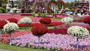 Miracle Garden w Dubaju został otwarty w Walentynki 2013 roku Miracle Garden w Dubaju został otwarty w Walentynki 2013 roku