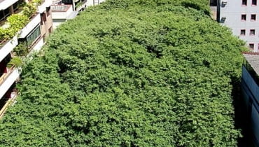 Porto Alegre - RS, 02/06/2006 A 22? Semana do Meio Ambiente de Porto Alegre tem abertura oficial nesta segunda-feira, 05, e, na solenidade, o Prefeito Jos? Foga?a e o secret?rio do Meio Ambiente, Beto Moesch, assinam um decreto que transforma a Rua Gon?alo de Carvalho em patrim?nio cultural, hist?rico e ecol?gico. Foto: Ricardo Stricher / PMPA Fotos de Divulga??o Assessoria de Comunica??o Prefeitura de Porto Alegre