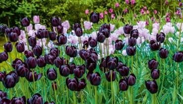 Tulipanowy duet: na pierwszym planie jedna z najciemniejszych odmian tych kwiatów, 'Queen of night'.